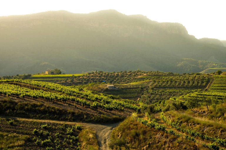 Priorat with Soul: 10 Unforgettable Experiences from El Palauet Del Priorat